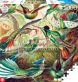 Puzzle Imagination: Ernst Haeckel Kolibry 1000 elementów