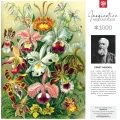 Good Loot Imagination Puzzle: Ernst Haeckel Orchidea / Orchid 1000 elementów